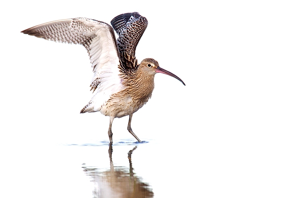 Curlew raising wings. Aug. '15.