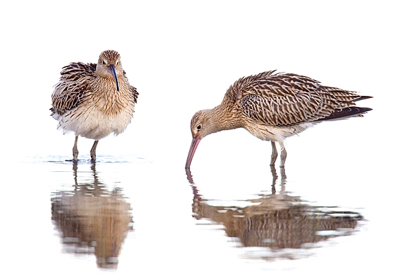 Curlews. Aug. '15.