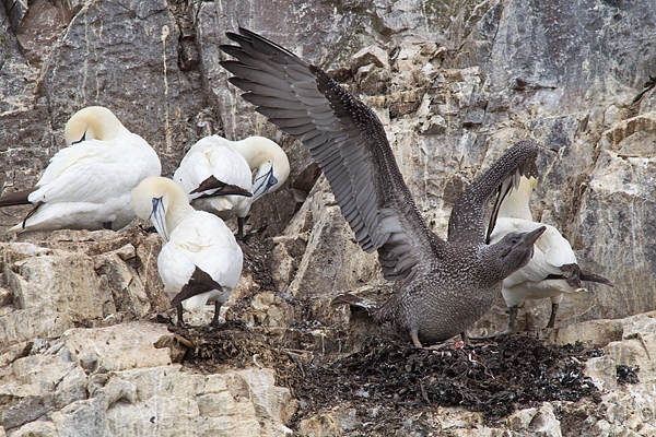 Gannets,youngster stretching. Sept. '15.