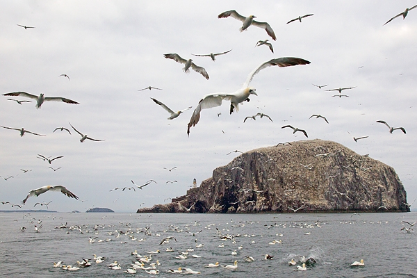 Gannets and Bass Rock 3. Sept.'15.
