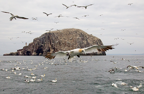 Gannets and Bass Rock 2. Sept. '15.