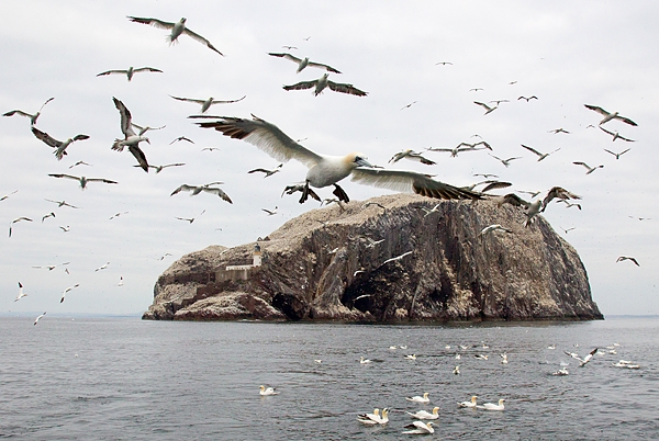 Gannets and Bass Rock 1. Sept. '15.