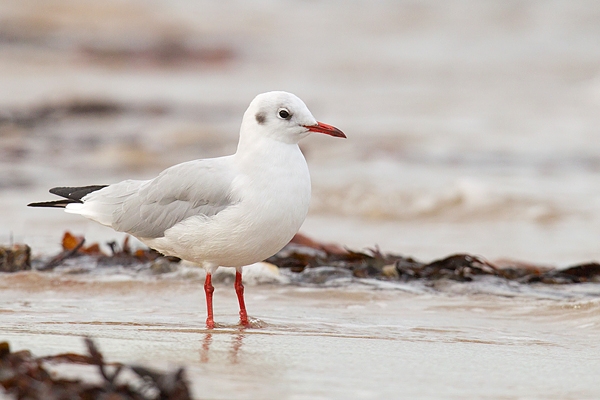 Black Headed Gull on beach. Sept. '15.