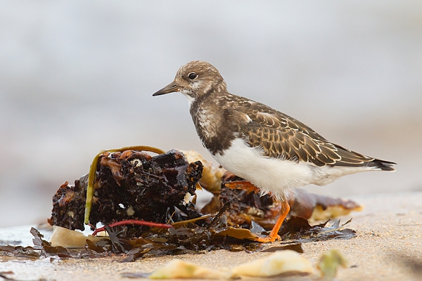 Turnstone with raised foot. Sept. '15.