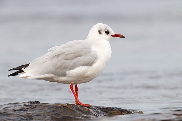 Black Headed Gull on rock. Sept. '15.