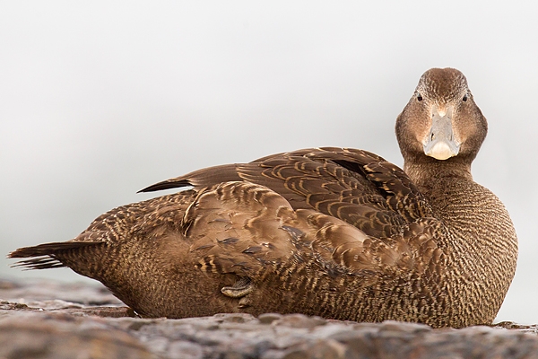 Fem. Eider sat on rock. Sept. '15.