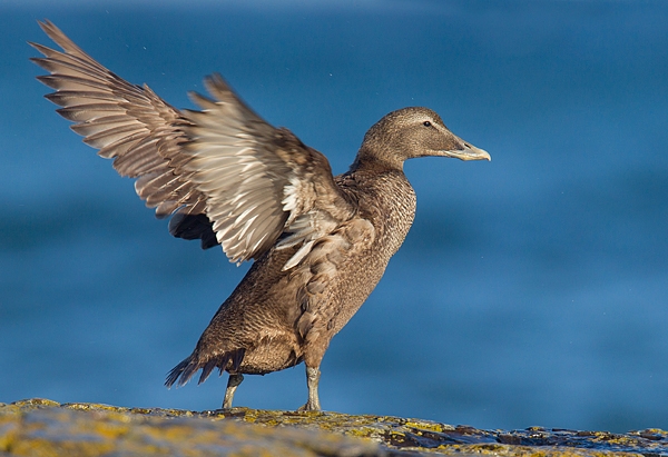 Fem.Eider with raised wings. Oct. '15.