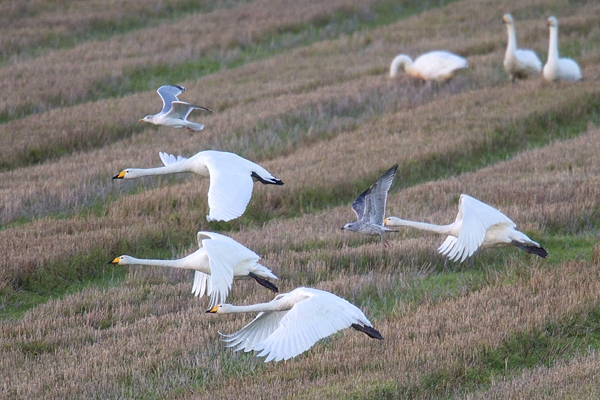 Whooper Swans 1. Nov. '15.