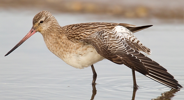 Bar tailed Godwit wing stretching. Jan. '16.