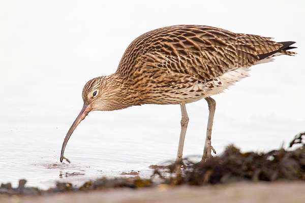 Curlew feeding. Jan. '16.