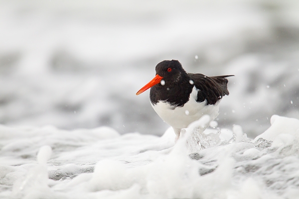 Oystercatcher in surf. Jan. '16.