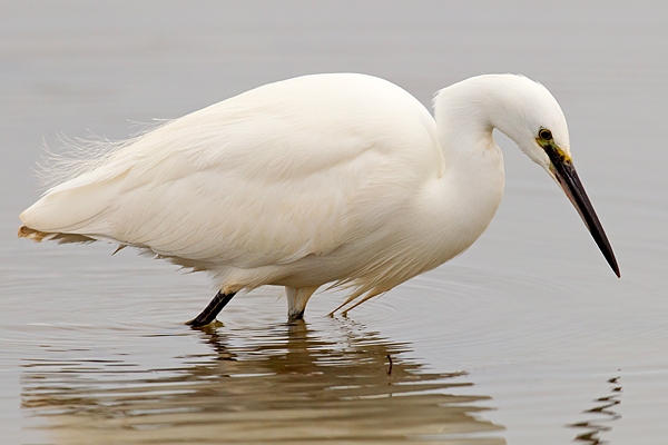 Little Egret 6. Jan. '16.
