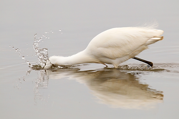 Little Egret 5. Jan. '16.