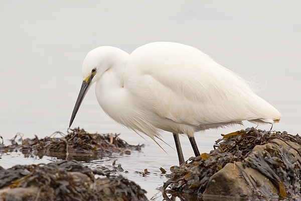 Little Egret 4. Jan. '16.