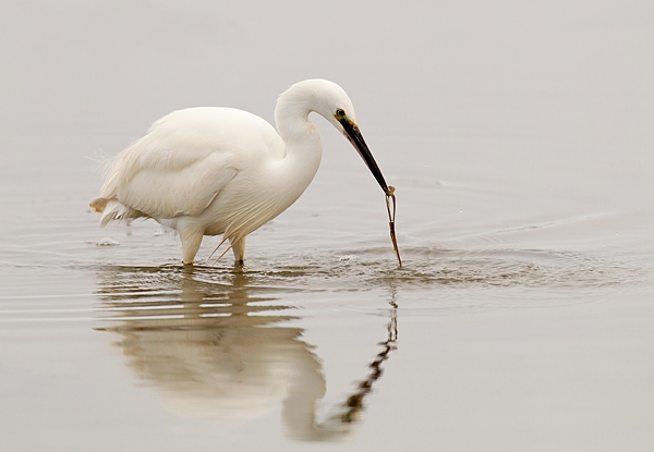Little Egret 3. Jan. '16.