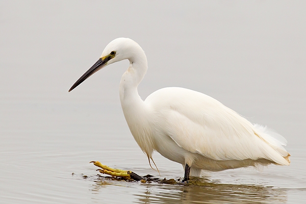 Little Egret 2. Jan. '16.