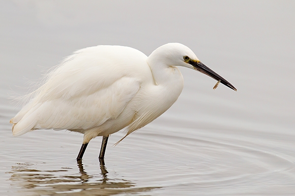 Little Egret 1. Jan. '16.