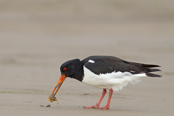 Oystercatcher feeding on mudflats.Feb.'16.