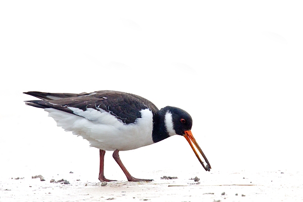 Feeding Oystercatcher.Feb.'16.