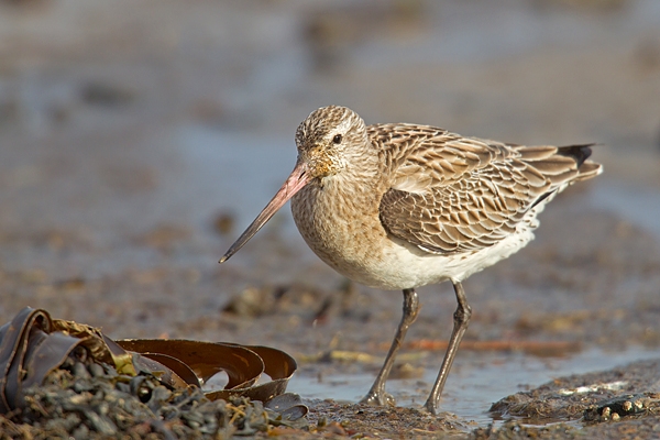 Bar tailed Godwit.Feb.'16.