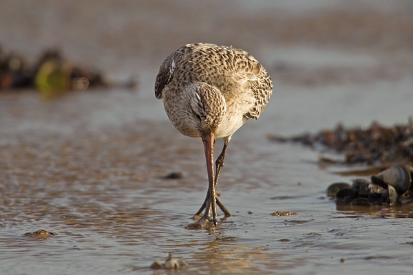 Bar tailed Godwit feeding.Feb.'16.