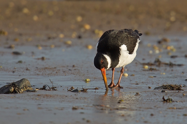 Oystercatcher feeding.Feb.'16.