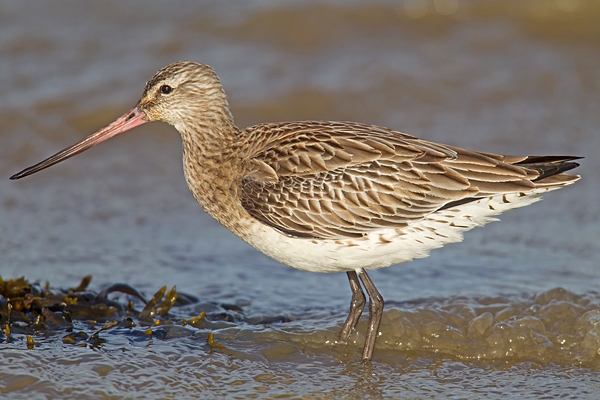Bar tailed Godwit on the tideline.Feb.'16.