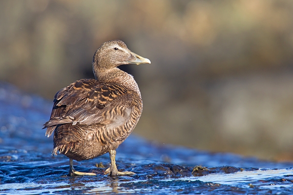 Fem.Eider stood on wet rock.Feb.'16.