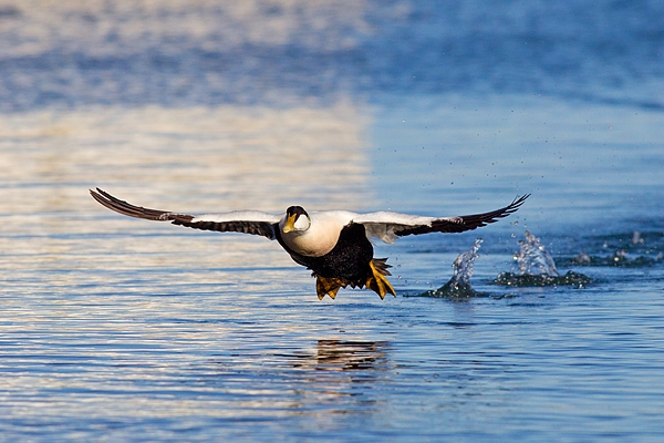 Male Eider takes off.Feb.'16.