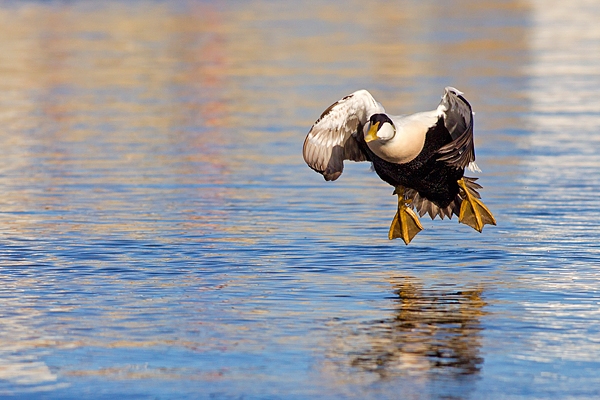 Male Eider landing.Feb.'16.