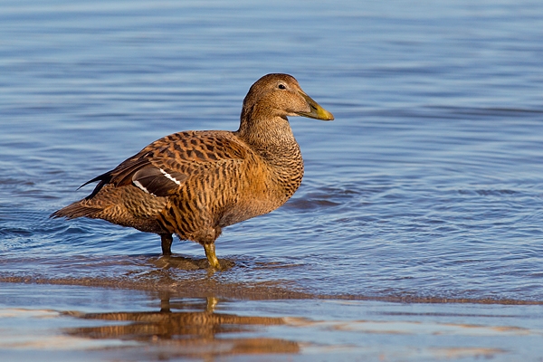 Female Eider on shoreline.Feb.'16.