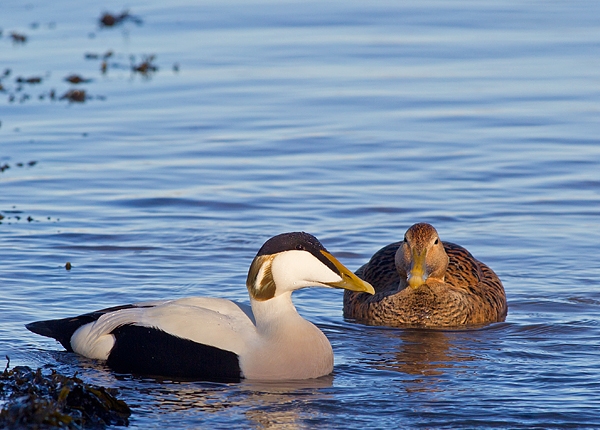 Male and female Eiders on the sea.Feb.'16.