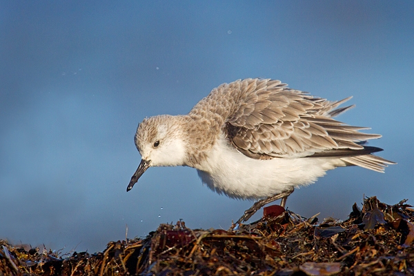 Sanderling all shook up on seaweed.Feb.'16.