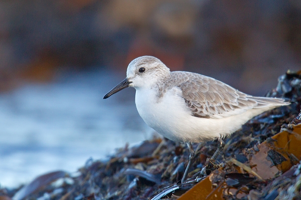 Sanderling on seaweed.Feb.'16.