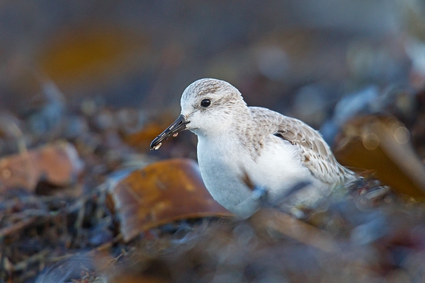 Sanderling feeding in seaweed.Feb.'16.