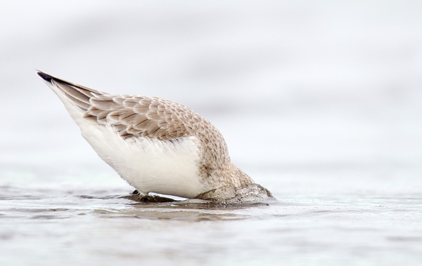 Sanderling feeding underwater.Feb.'16.