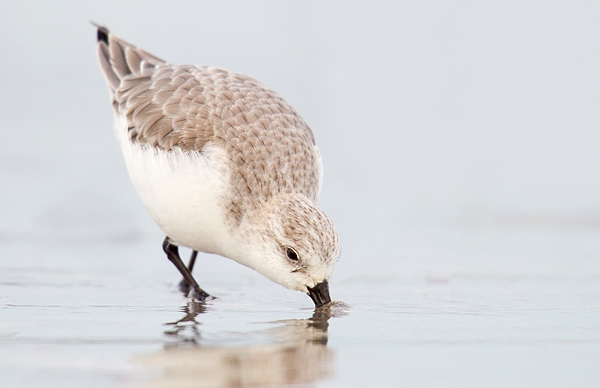 Sanderling feeding along the shoreline.Feb.'16.