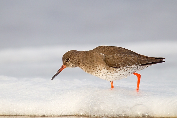 Redshank in seafoam.Feb.'16.