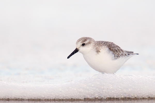 Sanderling in seafoam.Feb.'16.