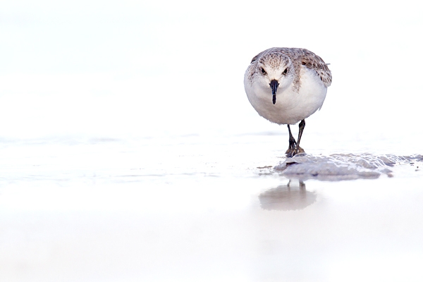 Sanderling walking across wet sand.Feb.'16.