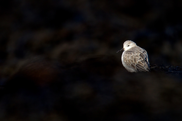 Sanderling in black seaweed.Feb.'16.