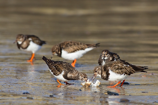 Turnstones feeding on beach.Mar.'16.