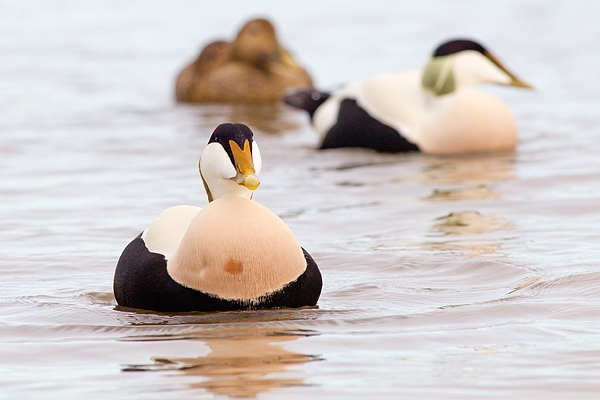 Eider ducks.Mar.'16.