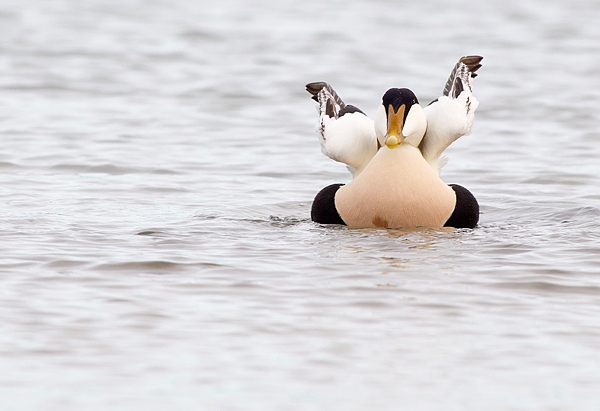 Male Eider wing stretching.Mar.'16.
