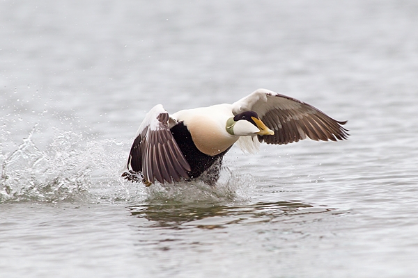 Male Eider taking off.Mar.'16.