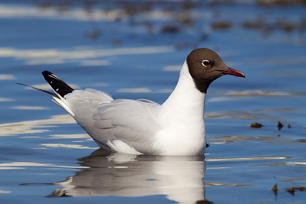 Black headed Gull sitting on the sea. Apr.'16.