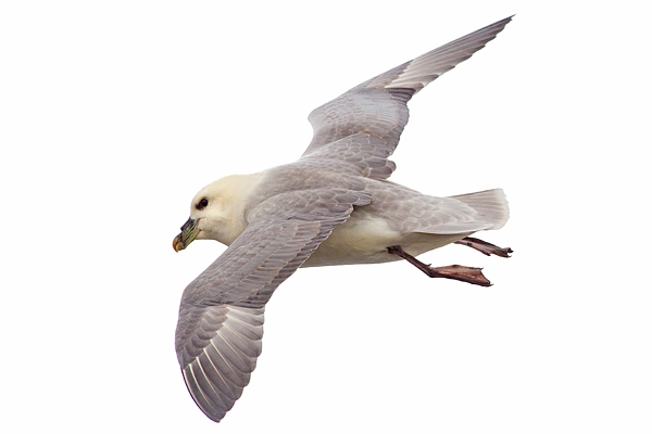 Fulmar in flight. Apr.'16.