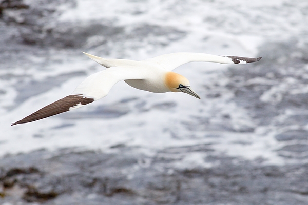Gannet over sea. Apr.'16.