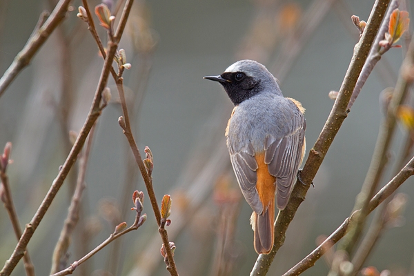 Male Redstart 2. Apr.'16.