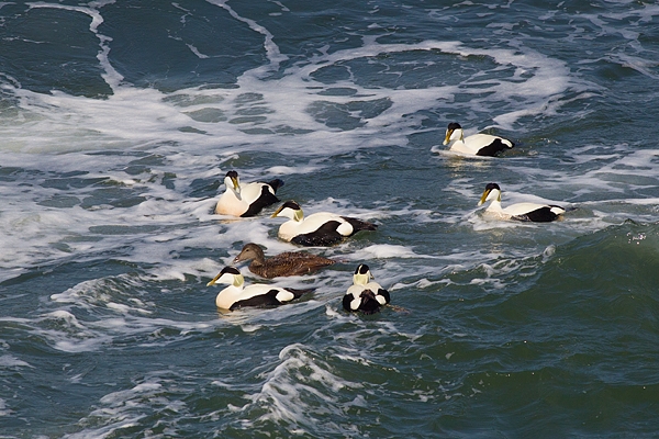 Eiders at sea. May.'16.